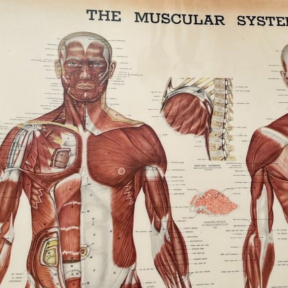VintaPeter Bachin Anatomical Charts The Skeletal System Laminated 20 x 24 Gromet - Picture 3 of 5